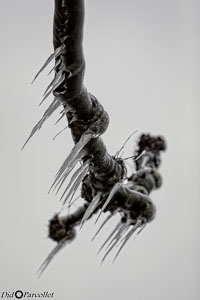 Versoix-glace-110.jpg