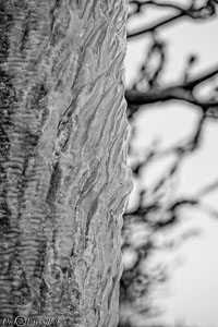 Versoix-glace-115.jpg