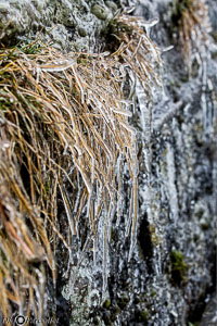 Versoix-glace-120.jpg