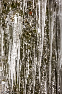 Versoix-glace-132.jpg