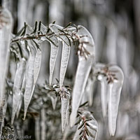 Versoix-glace-133.jpg