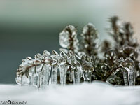 Versoix-glace-135.jpg