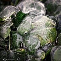 Versoix-glace-136.jpg