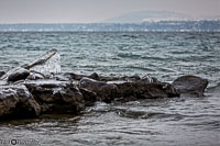 Versoix-glace-137.jpg