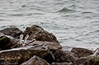 Versoix-glace-139.jpg