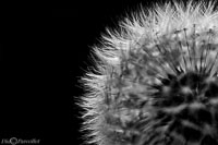 Macro-100.jpg
