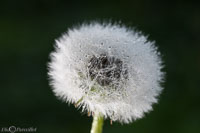 Macro-101.jpg