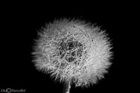Macro-102.jpg
