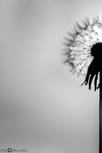 Macro-123.jpg