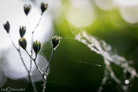 Macro-200.jpg