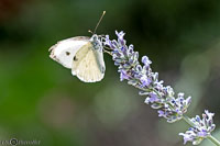 Macro-210.jpg