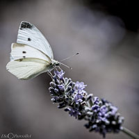 Macro-212.jpg