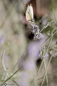 Macro-213.jpg