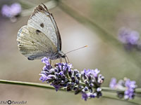Macro-214.jpg