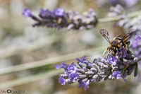 Macro-216.jpg