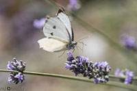 Macro-218.jpg