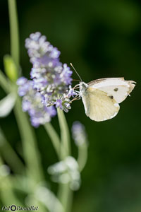 Macro-219.jpg