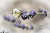 Macro-220.jpg