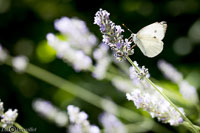 Macro-221.jpg
