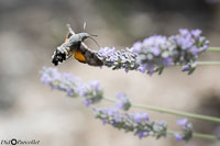 Macro-222.jpg