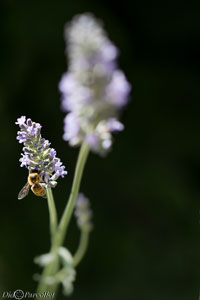 Macro-223.jpg