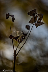 Macro-271.jpg