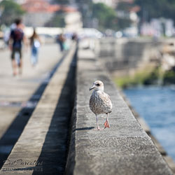 Porto-131.jpg